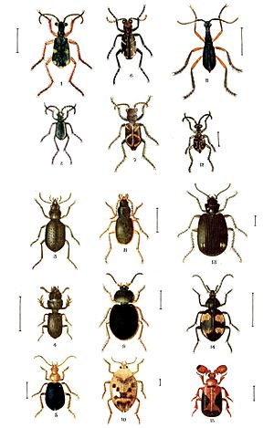76-Indian-Insect-Life - Harold Maxwell-Lefroy - Adephaga