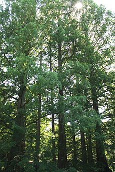 A642, Metasequoia glyptostroboides, the dawn redwood, Morris Arboretum, Chestnut Hill, Philadelphia, 2018