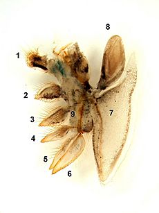 A thoracopod