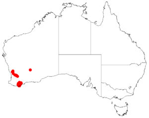 "Acacia baxteri" occurrence data from Australasian Virtual Herbarium