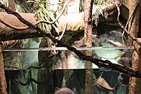 Rainforest Exhibit - Long Island Aquarium