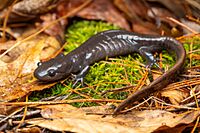 Ambystoma jeffersonianum 184652332.jpg