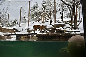 AmurTigerAsianHighlands