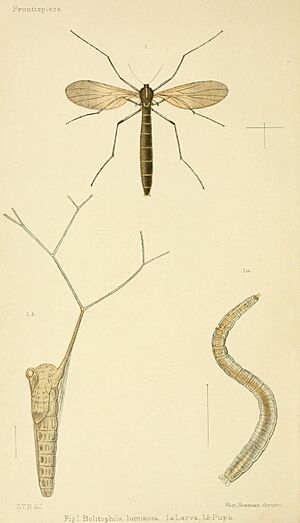 An elementary manual of New Zealand entomology (Frontispiece) (6809652328)