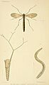 An elementary manual of New Zealand entomology (Frontispiece) (6809652328)