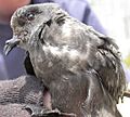 Ashystormpetrel