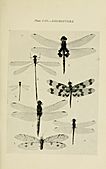 Australian insects (Plate VIII) (7268226282)
