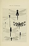 Australian insects (Plate VIII) (7268226282)