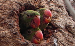 Babies of Rose-Ringed Parakeet in hollow trunk