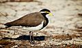 Banded Lapwing Rottnest