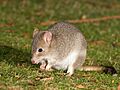 Bettongia gaimardi