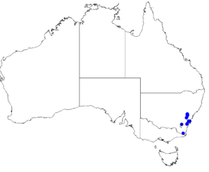 Boronia deanei DistMap29.png