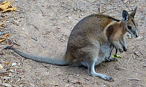 A female bridled nail-tail wallaby with a joey in its pouch at David Fleay Wildlife Park in Burleigh Heads, Queensland, Australia