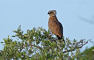 Brown Snake Eagle (Circaetus cinereus) (16523251576)