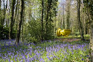 CSF-Cragg-Declination-bluebells-1