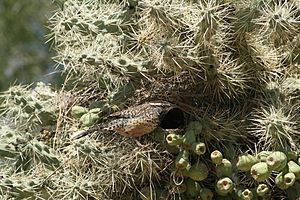 Cactus Wren nesting 1