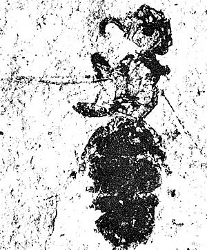 Carpenter 1930-75 Petraeomyrmex minimus