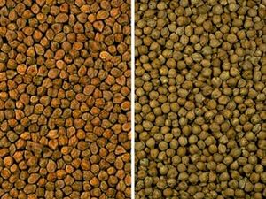 Chickpea