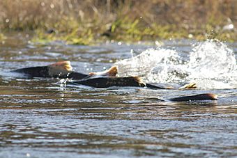 Chinook salmon moving upstream