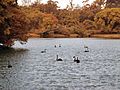 Cisnes negros, Parque Ibirapuera