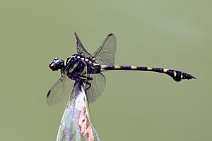 Common flangetail (Ictinogomphus decoratus) male S
