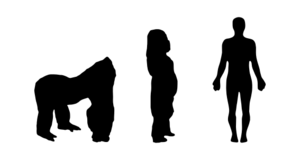 Comparison of size of western gorilla (Gorilla gorilla) and human