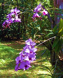 Cooktown orchids