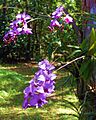 Cooktown orchids