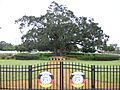 Council Oak Tree Site on the Hollywood Seminole Indian Reservation 04