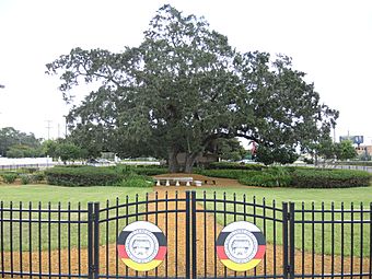 Council Oak Tree Site on the Hollywood Seminole Indian Reservation
