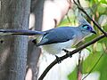 Crested Coua RWD3