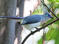 Crested Coua RWD3