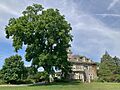 Cylburn Arboretum Black Walnut June 2024