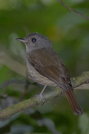 Cyornis sanfordi cropped.JPG