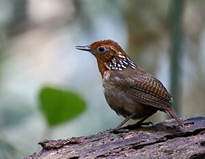 Cyphorhinus arada arada - Musician wren, Pte. Figueiredo, Amazonas, Brazil.jpg