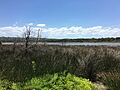 Dee Why Lagoon (23963823480)