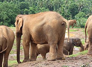 Defecated elephant in Sri Lanka