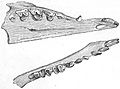Dentition tupaia