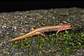 Desmognathus aeneus