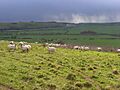 Downland, Marten - geograph.org.uk - 738258