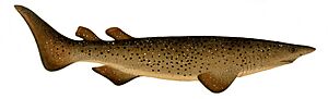 Echinorhinus brucus Mc Coy