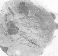 Eriocampa tulameenensis holotype Rice 1968 Pl1 Fig1 cropped