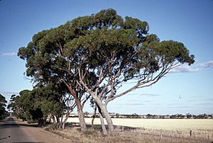 Eucalyptus aequioperta habit.jpg