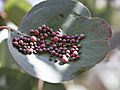 Eucalyptus gall