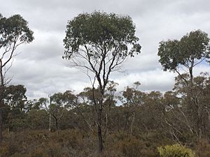 Eucalyptus occidentalis 1.jpg