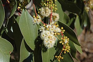 Eucalyptus populnea buds