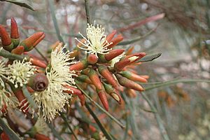 Eucalyptus spathulata buds