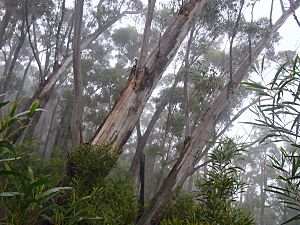 Eucalyptus stenostoma trees.JPG