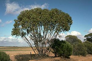 Eucalyptus stowardii.jpg