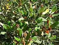 Eucryphia lucida (Leatherwood) fruit